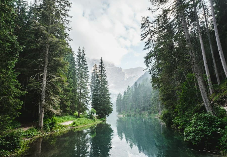 Soft sunlight filtering through a peaceful green forest